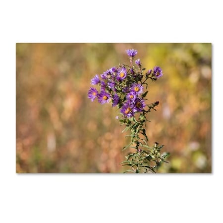 Jason Shaffer 'New England Aster' Canvas Art,30x47